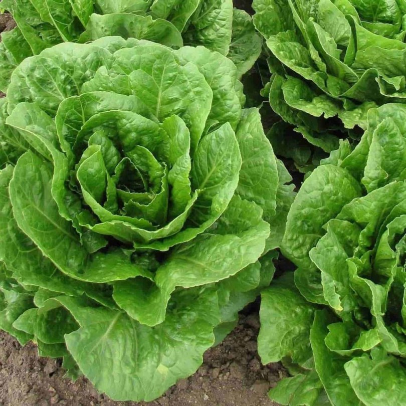 Szent Anna saláta - olasz tájfajta, Lactuca sativa, saláta